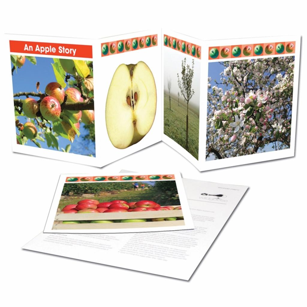 Apple Tree Story - Life Cycle Frieze