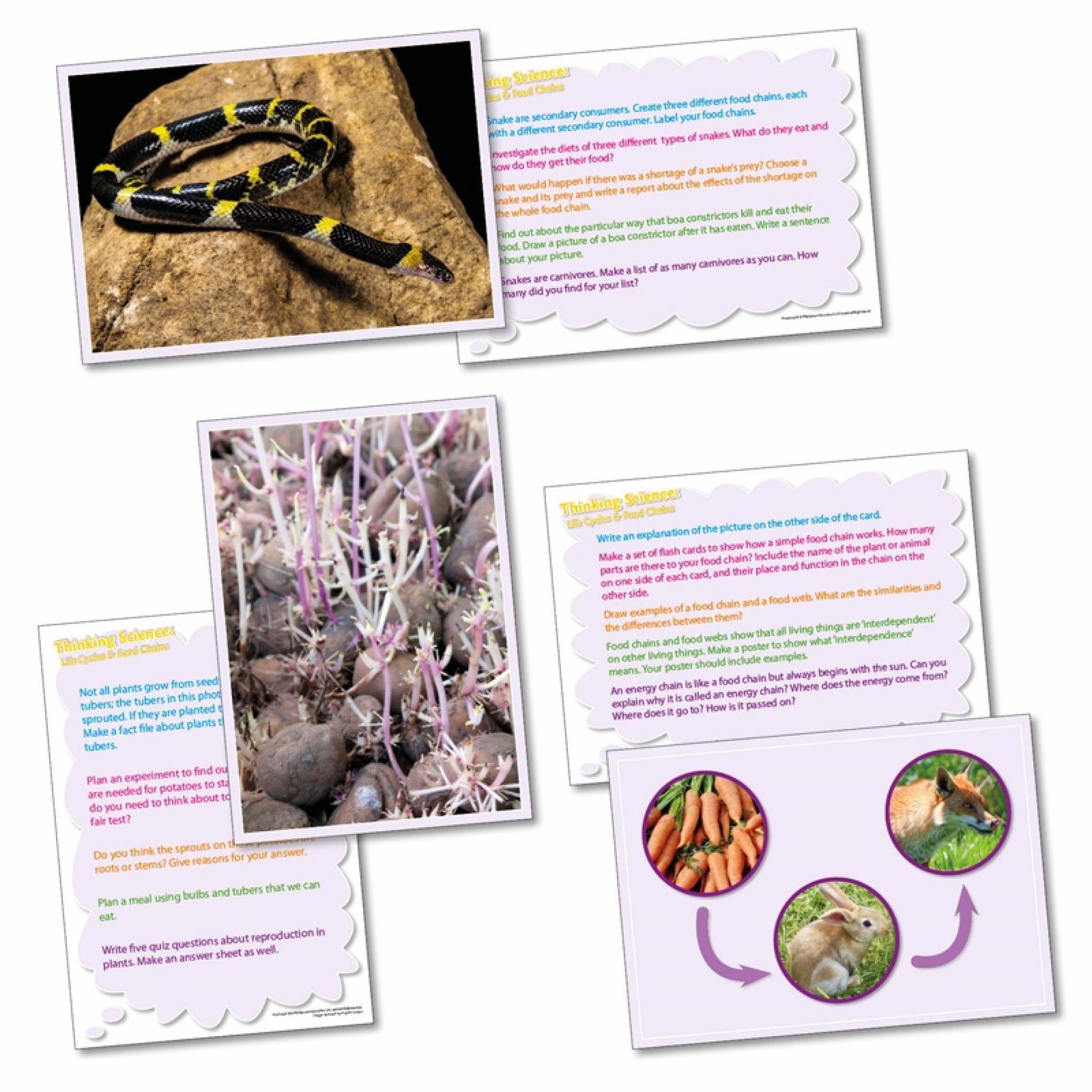 Life Cycles and Food Chains Biology Diagrams