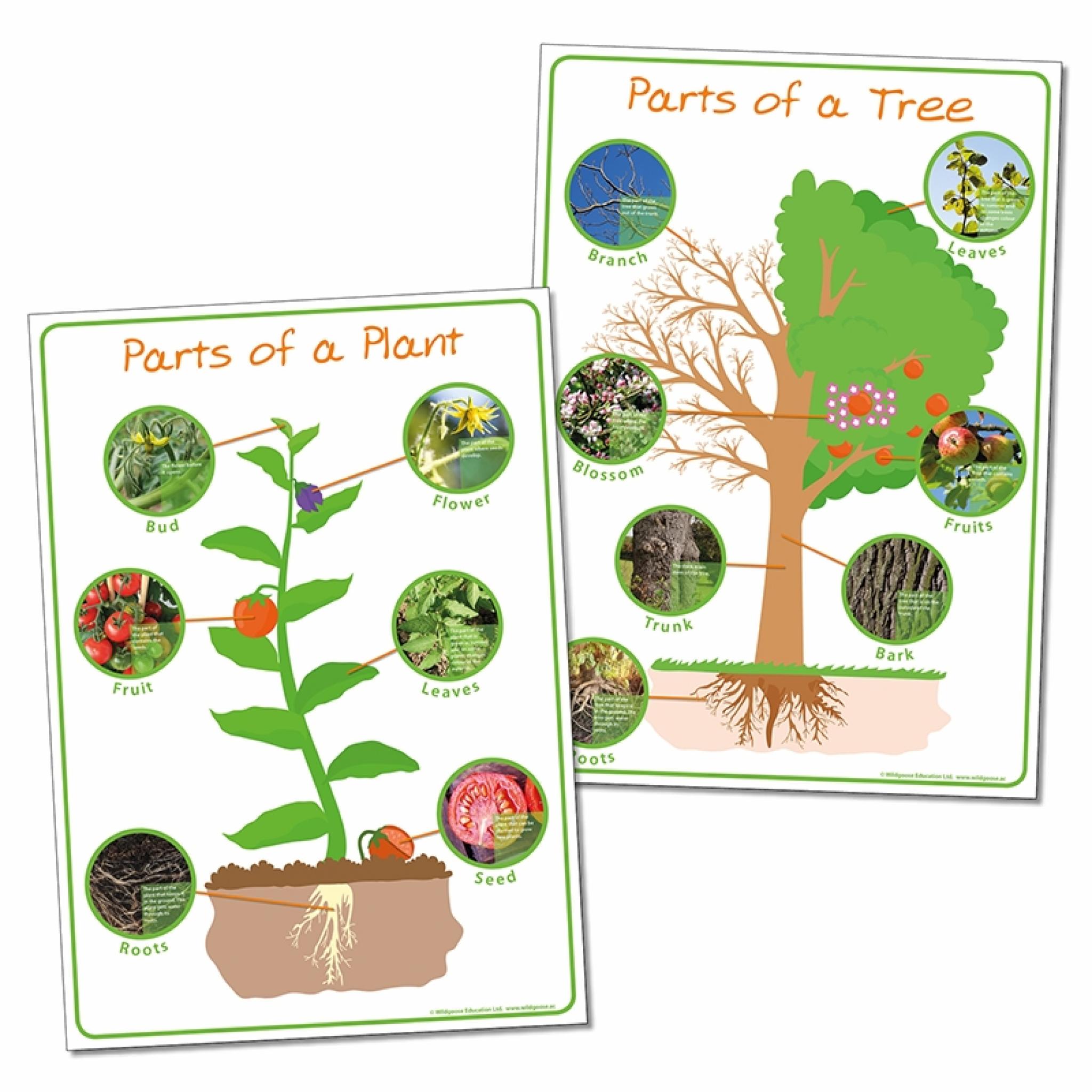 Plant & Parts of a Tree posters