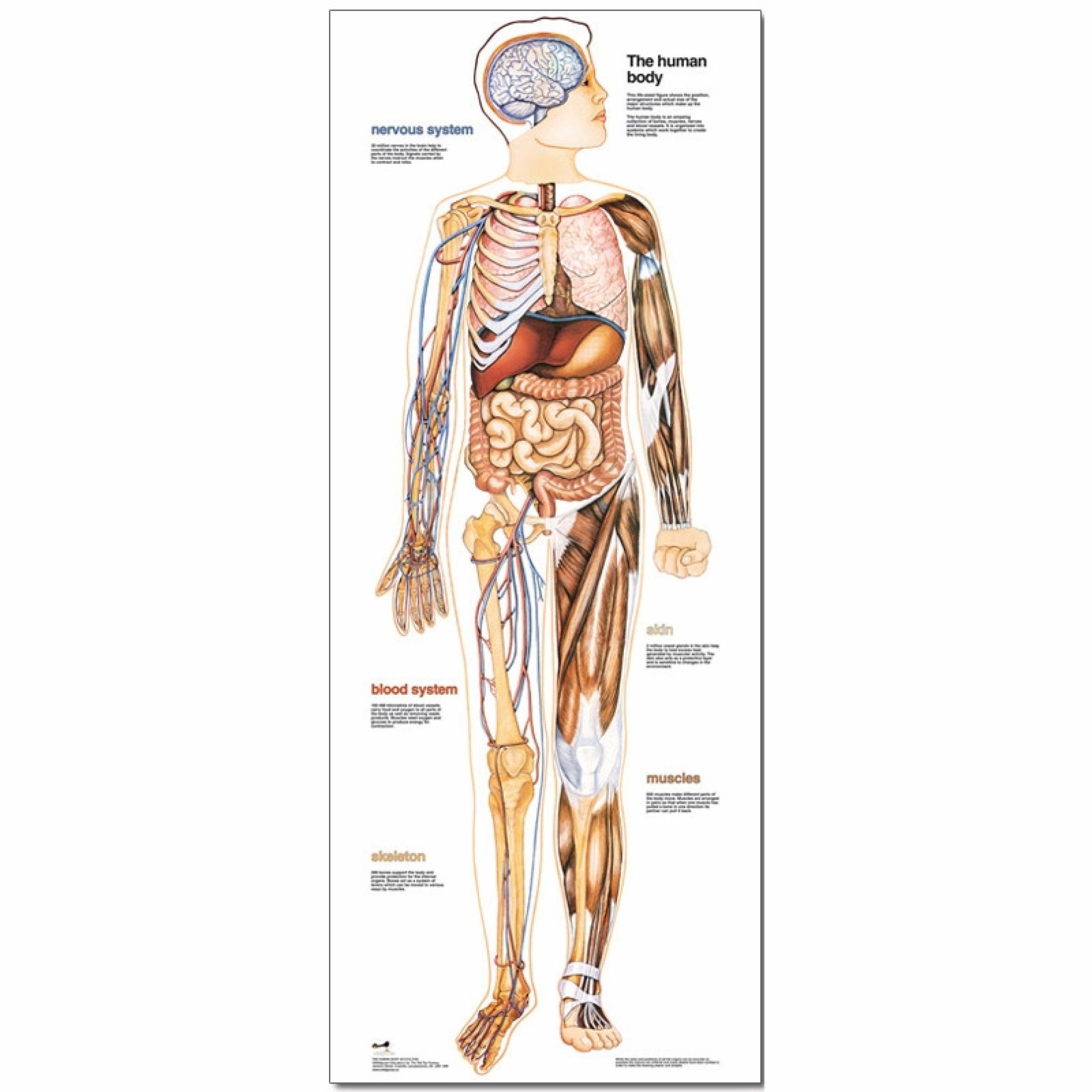 Human Body Poster