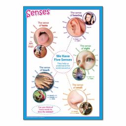 Senses poster