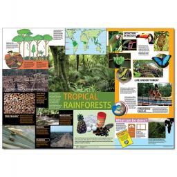 Tropical Rainforest Poster