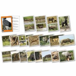 African Safari Photopack