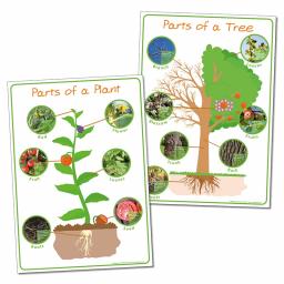 Parts of a Plant & Parts of a Tree posters