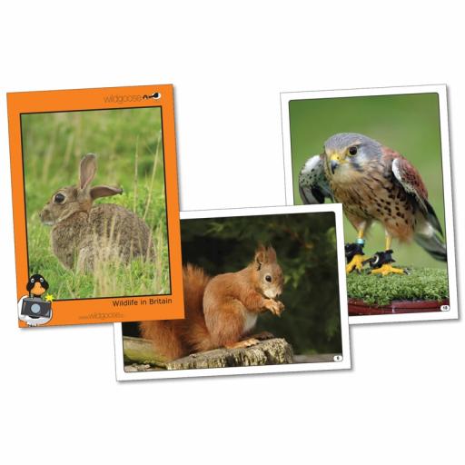 Wildlife In Britain Photopack