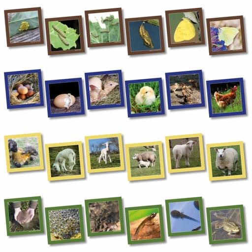 Animal Life Cycle Sequencing Cards