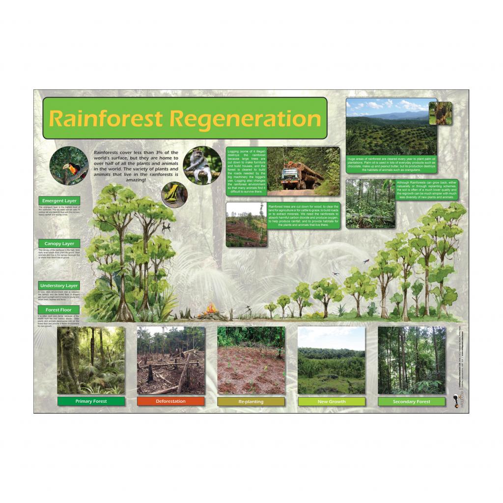 Rainforest Regeneration Poster | Wildgoose Education